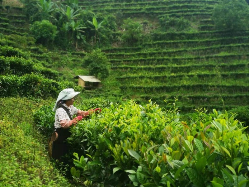 云南10天自驾旅游线路攻略大全,十一云南旅游最佳路线图