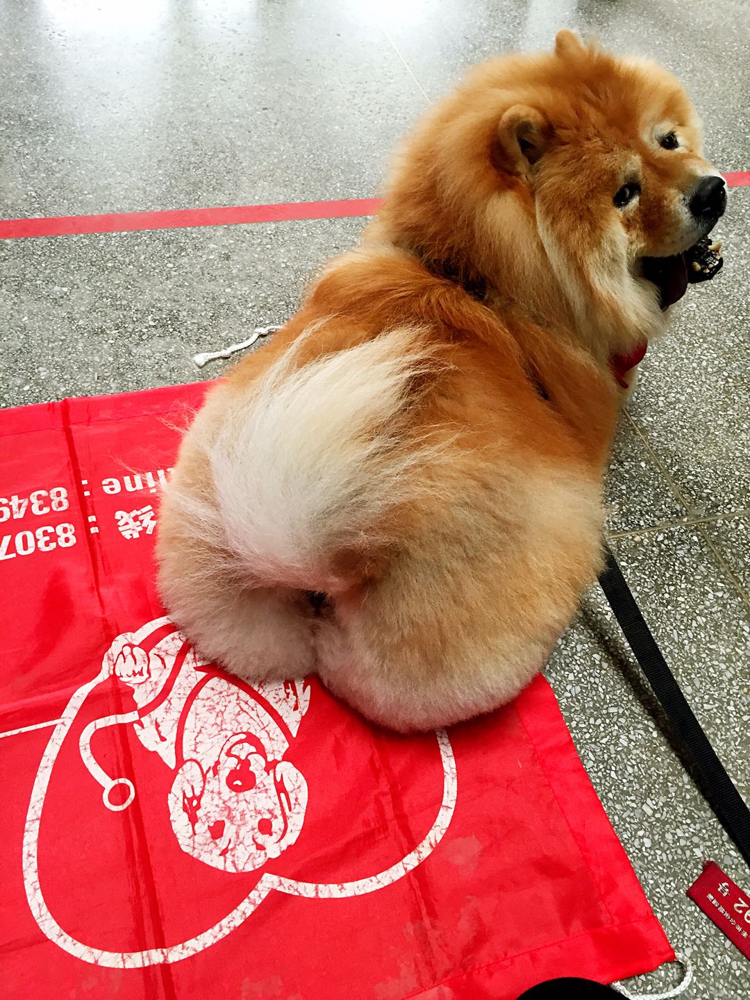 仰卧撑宠物达人专访：两代松狮“狗医生”的坚强铲屎官Erika