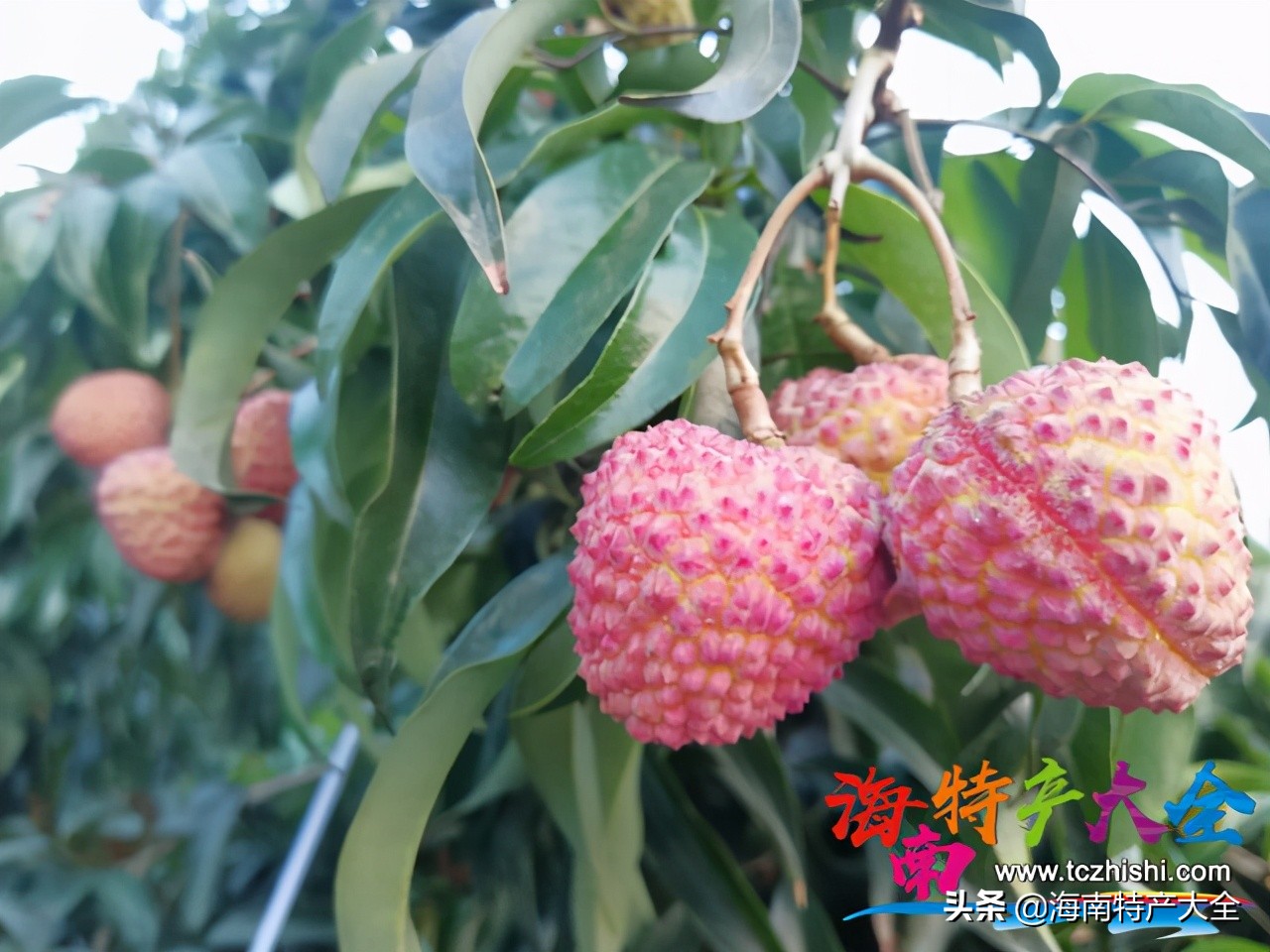 来海南必买的十大特产水果,你吃过哪个?
