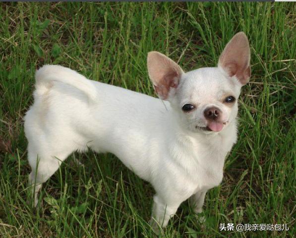 小型狗品种大全推荐,小型狗的品种大全图解