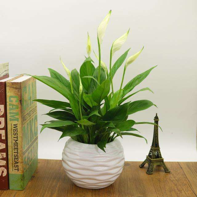 容易养活的除甲醛植物,家里最好的除甲醛的植物大型绿植