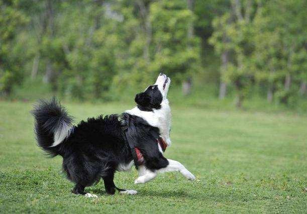 边境牧羊犬掉毛了怎么办,边境牧羊犬毛怎么打理