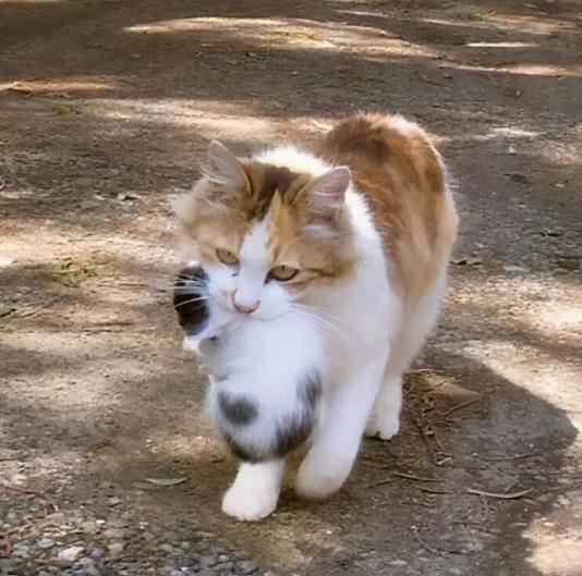 猫妈妈咬死自己的孩子,猫妈妈为什么要咬死自己的孩子