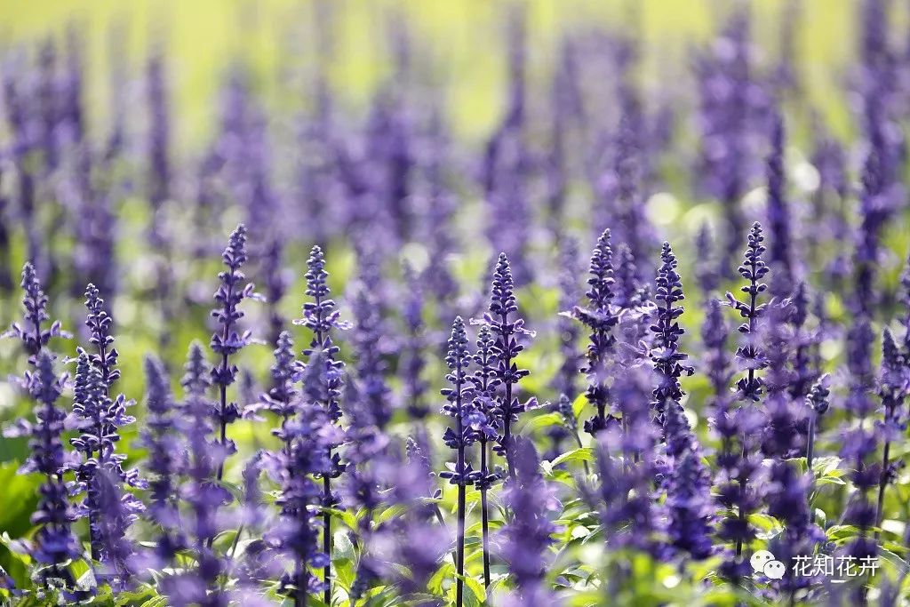 薰衣草真假精油的鉴别方法,熏衣草干花真假辨别