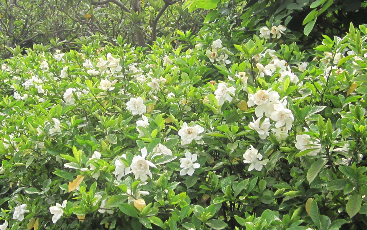栀子花怎么养才能长得好看,栀子花怎么养好养活