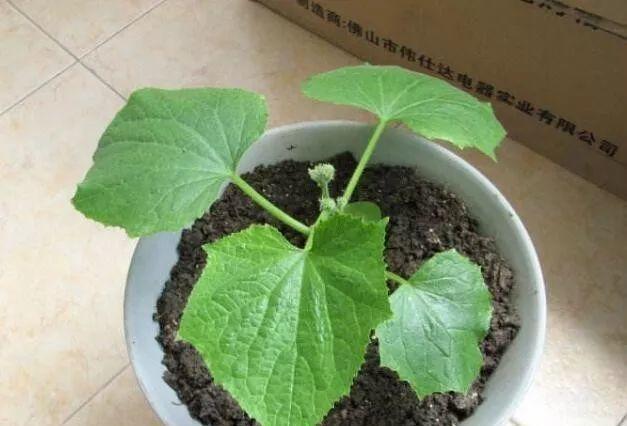 阳台可以种黄瓜吗,阳台种黄瓜施什么肥长得最好