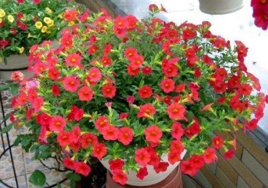 家里变废为宝的养花肥料,废旧油怎么处理最好