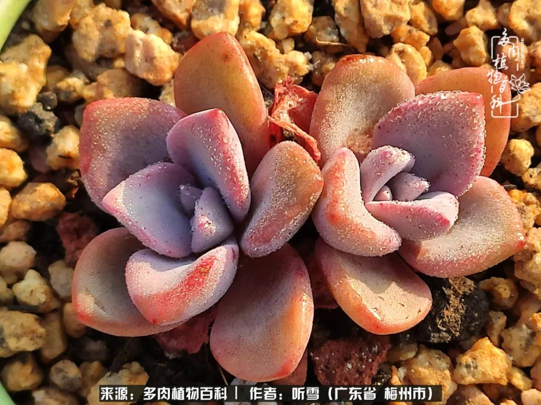 爱上多肉精致生活,爱上多肉我们的减压法宝