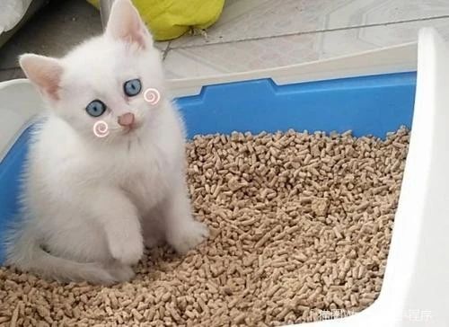 三个月的幼猫拉屎带血是怎么回事,猫拉屎带血要怎么才能解决