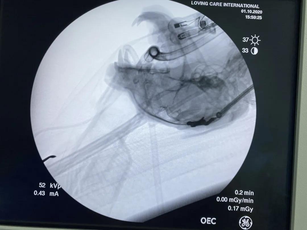 狗狗身上有肿块起脓是怎么回事,如果狗狗身上有虫子怎么办