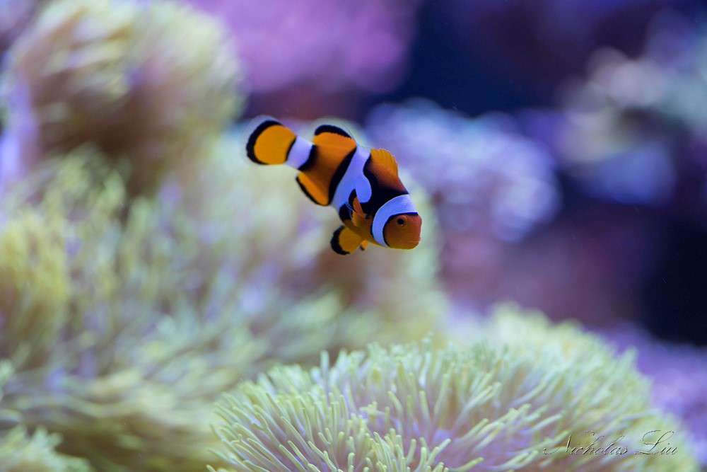 经典海水礁岩生态缸分享，180×120×60厘米三面观赏海缸