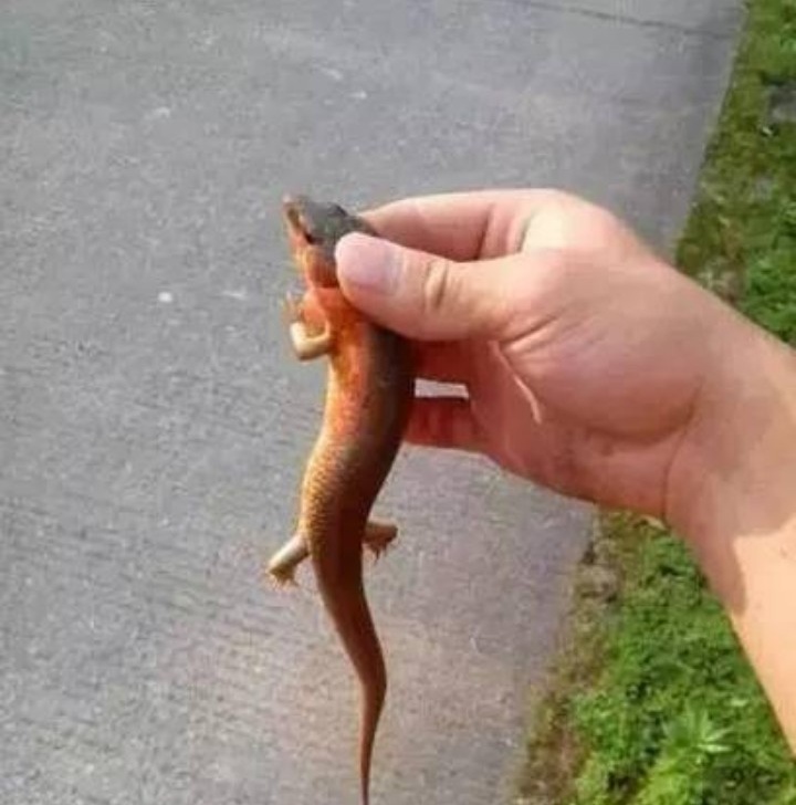 狗婆蛇是落水狗吗,狗婆蛇为啥不常见了