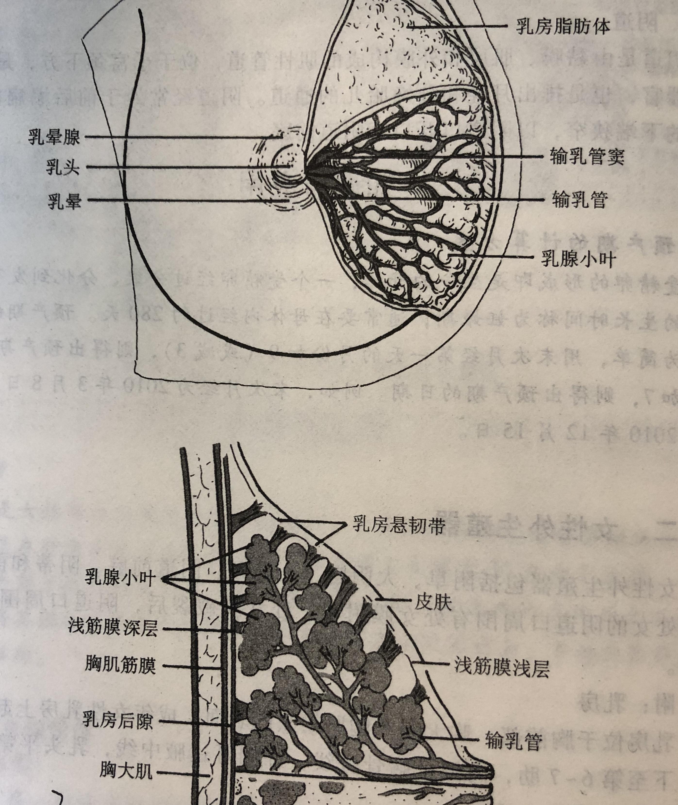 什么运动改变胸部下垂,女性胸部下垂用什么药可以改善