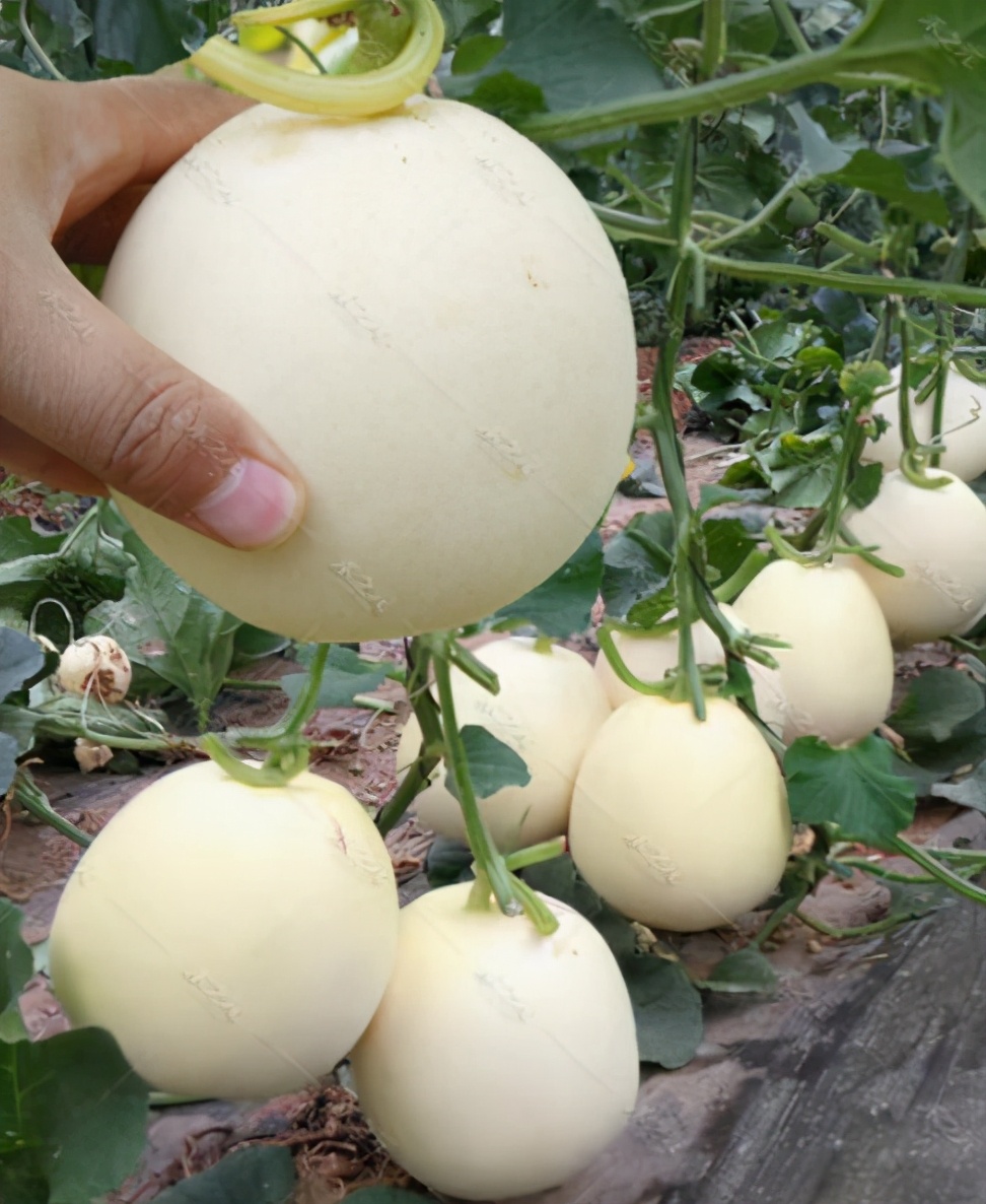 如何挑甜瓜与脆瓜,甜瓜地里怎样挑选熟瓜