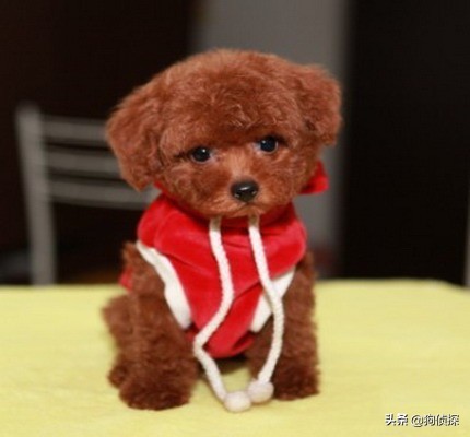 泰迪脂肪瘤咋处理,泰迪脂肪瘤怎么去除