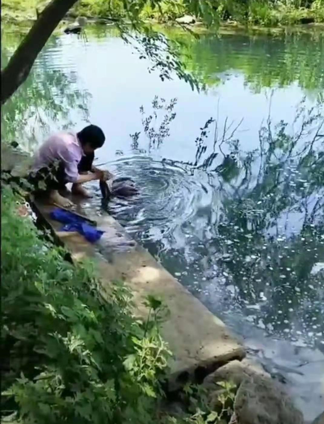 老家的水塘不如以前了,老家的水塘