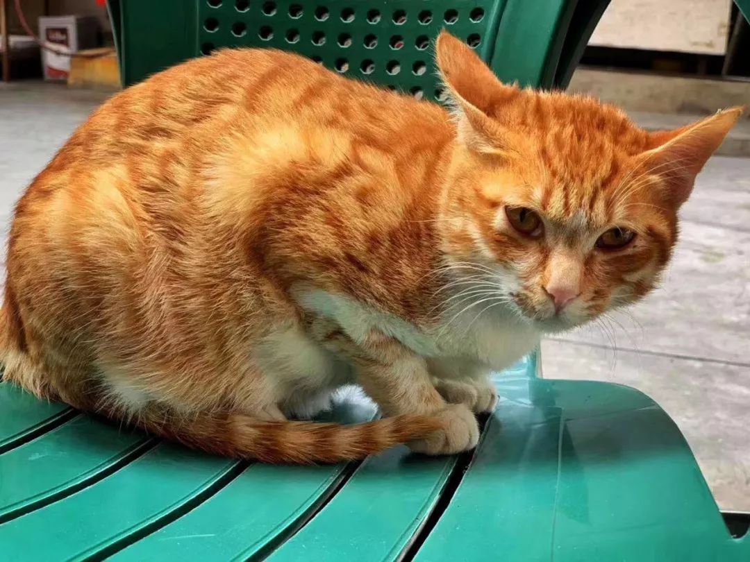 汕头5天旅行怎么吃,汕头两天一夜美食游攻略