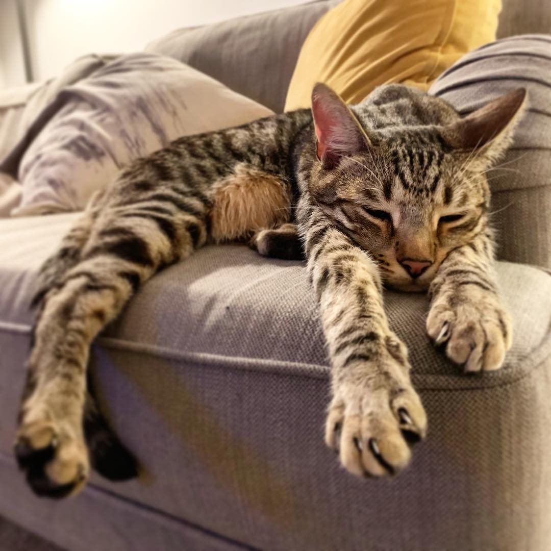 当猫咪呕吐时,猫咪出现呕吐的症状是怎么回事