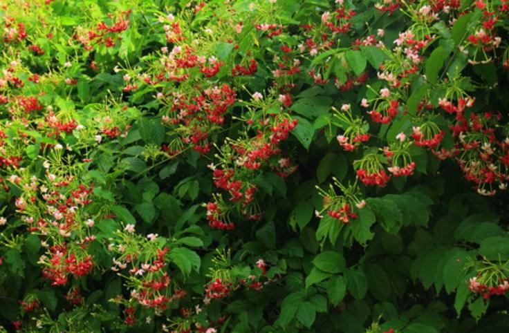 哪种爬墙花最香最好看又好养活,爬墙系列花