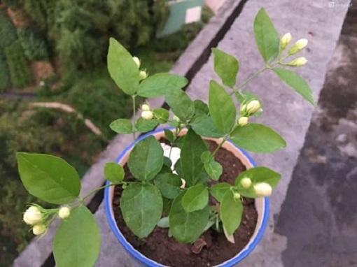 茉莉花养老桩好不好,新买的茉莉花怎么养成老桩