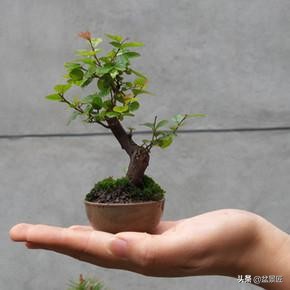 雀梅老桩小盆景枝叶干枯如何挽救,雀梅盆景为何容易失枝如何补救