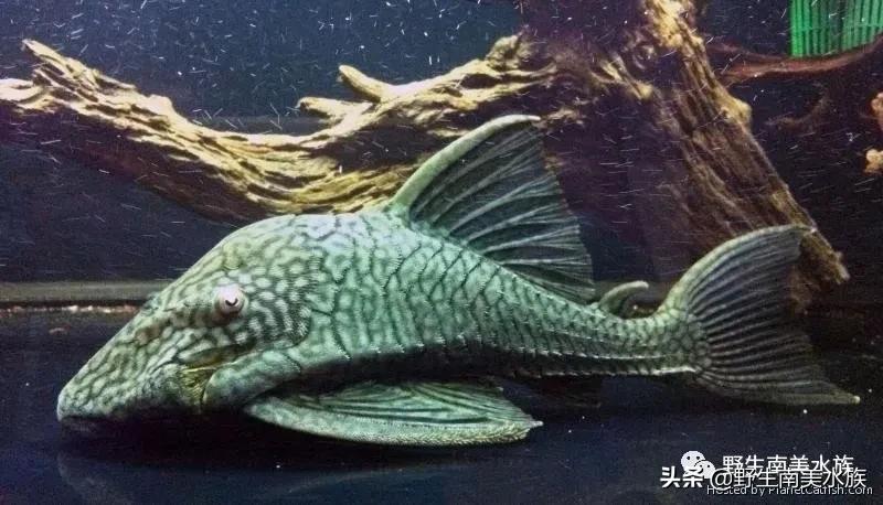 每天认识一种南美鱼,每天认识一种鱼类