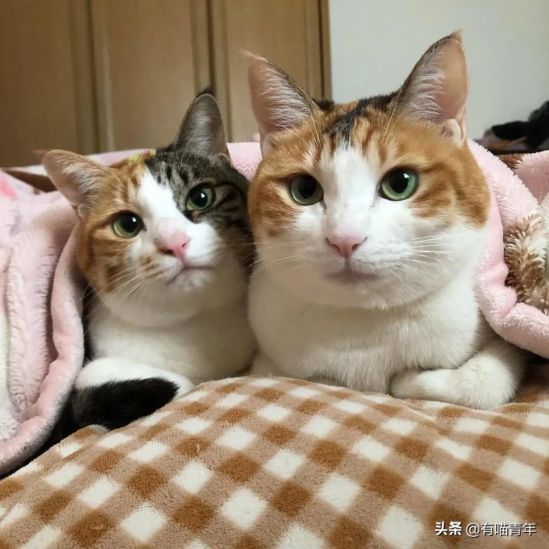 漂亮的三花猫欣赏,最迷人的三花猫