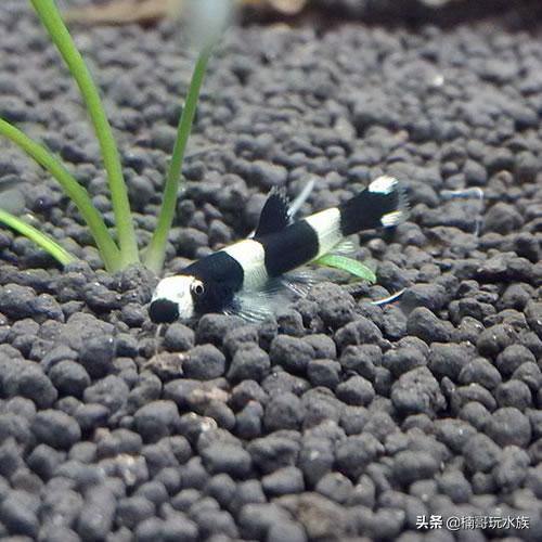 超级超级超级奇葩的观赏鱼,有哪些稀奇古怪的观赏鱼