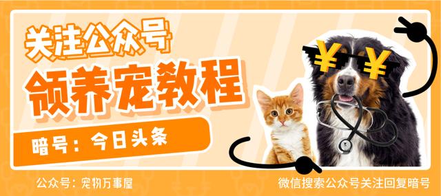 狗狗身上有异味脚还臭咋回事,狗狗身上有异味跟狗粮有关系吗