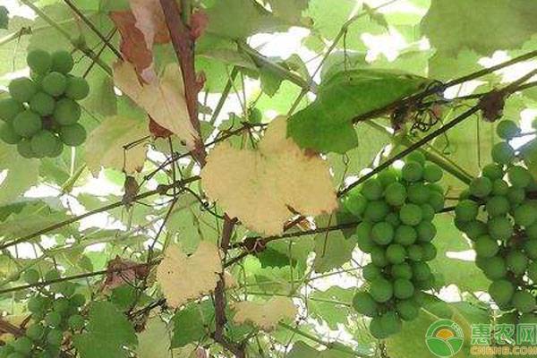 葡萄叶子发红干枯病害图谱,葡萄叶子发黄是什么病