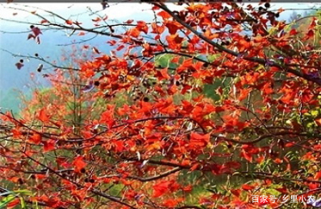 云髻山自然保护区游玩攻略,广东新丰云髻山风景区