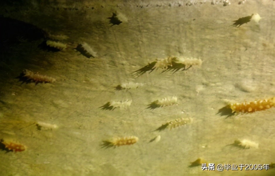 从客观角度说说海参,客观的角度说一说海参