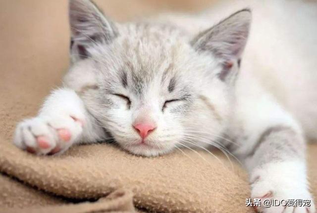 猫咪的性别用什么符号表示,刚出生的猫咪怎么分辨性别