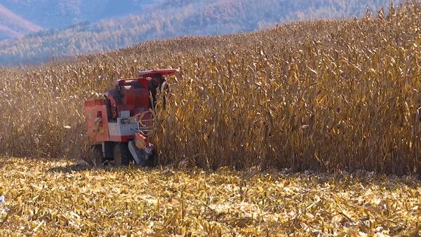 父子对话:请假回家“扒苞米”?用不着啦!柳河县现在都玩机械化收割