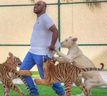 迪拜捡垃圾致富是真的吗,迪拜捡垃圾月入百万