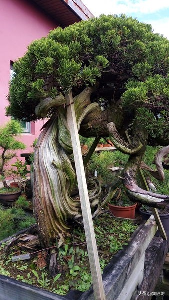 盆景老桩镂空舍利的制作,舍利盆景造型技艺图解