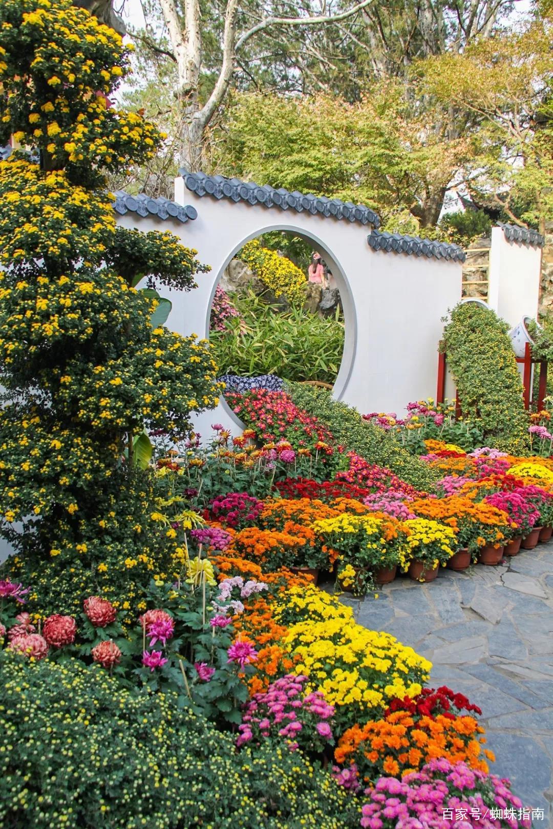 重阳节赏菊正当时，推荐国内这9个地方的赏菊好去处，沉浸式赏花