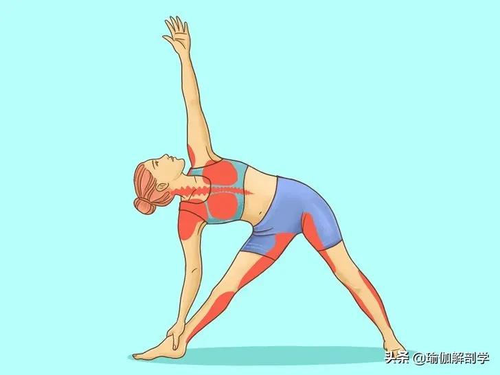 16个基础瑜伽体式“效果图”，初学者练对很重要