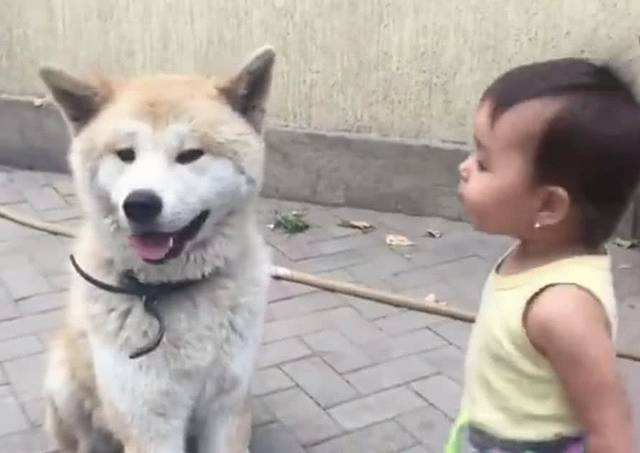 这五种狗狗不吵不闹脾气超级好,狗狗是忠诚主人的请你好好善待它