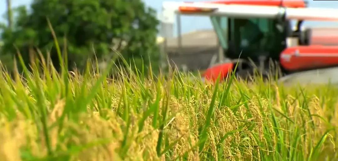 秋然大米用销量和口碑让客户认可,品牌赋能的秘诀