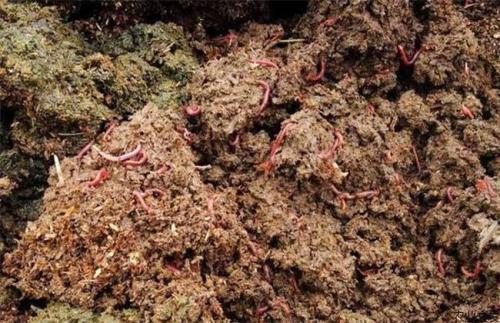 蚯蚓为什么是珍贵的,蚯蚓是如何诞生的