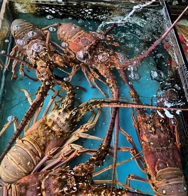 深圳最便宜年货批发市场货源,深圳年货市场哪里便宜