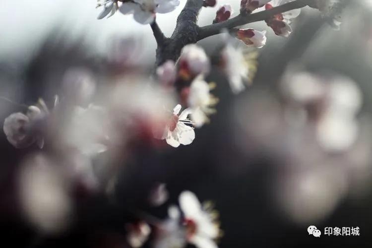 晋城哪里可以春游,晋城附近春游景点