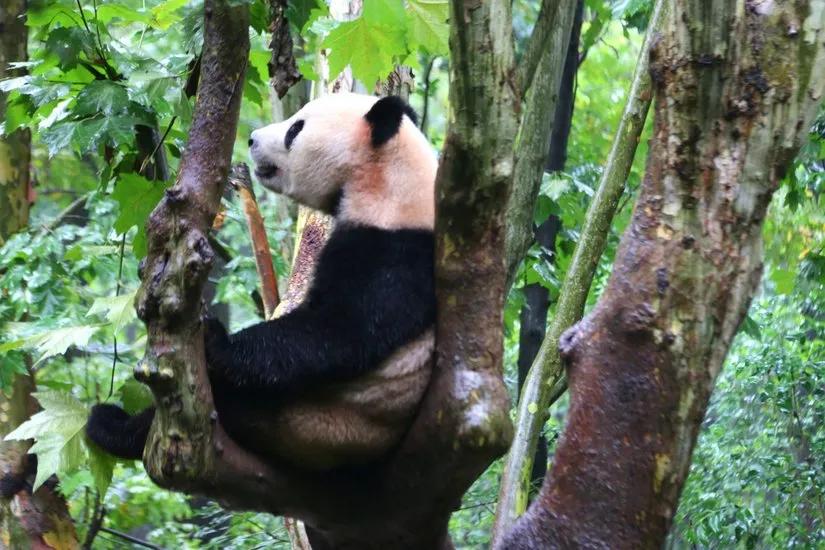贡嘎山的徒步,贡嘎雪山大环线徒步游记
