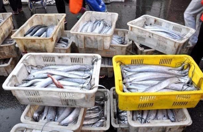 买带鱼黄眼睛和黑眼睛哪种最好,带鱼是黄眼睛好还是黑眼睛好吃