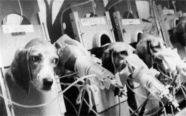 为证明吸烟无害，英国*草烟**公司每天给狗抽100支烟，结果如何？