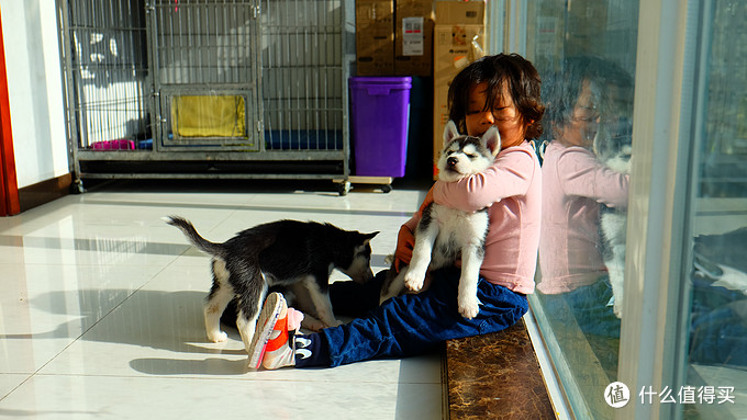 一次创世纪的生活体验—记哈士奇当妈妈