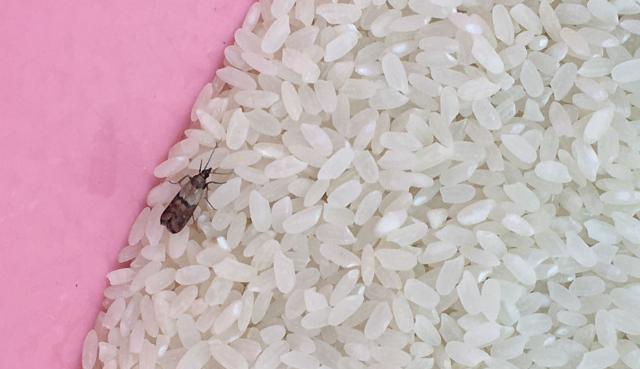 惊吓！卧室墙壁沾着几个小毛团，细看竟……专家解释→