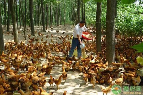 鸡群消化不良,鸡群肠道