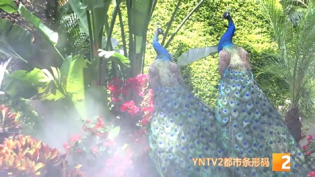 昆明100个立体花坛位置,昆明cop15立体花坛